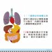 #14603-2(#14603-2C) 人體器官布掛圖